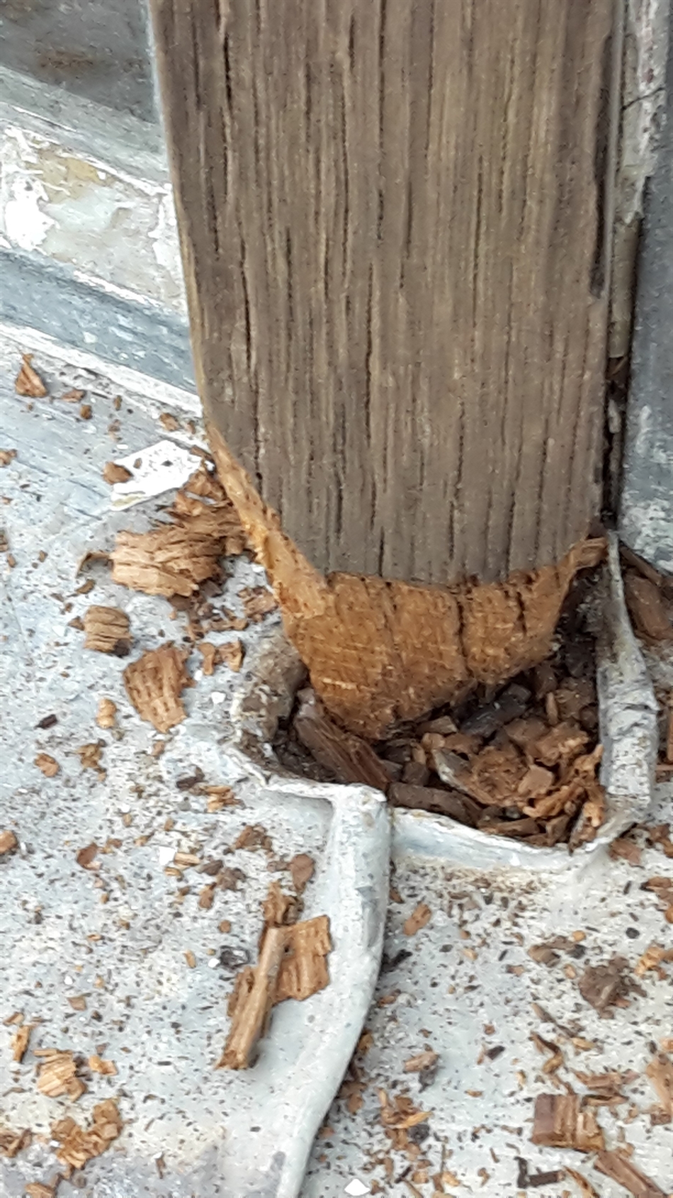 Chiseling out to remove decay and get back to good sound timber